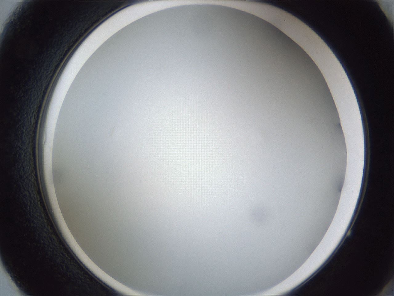 folderID28_plateID1028_batchID1980_wellNum61_profileID1_d2_r44061_ef.jpg