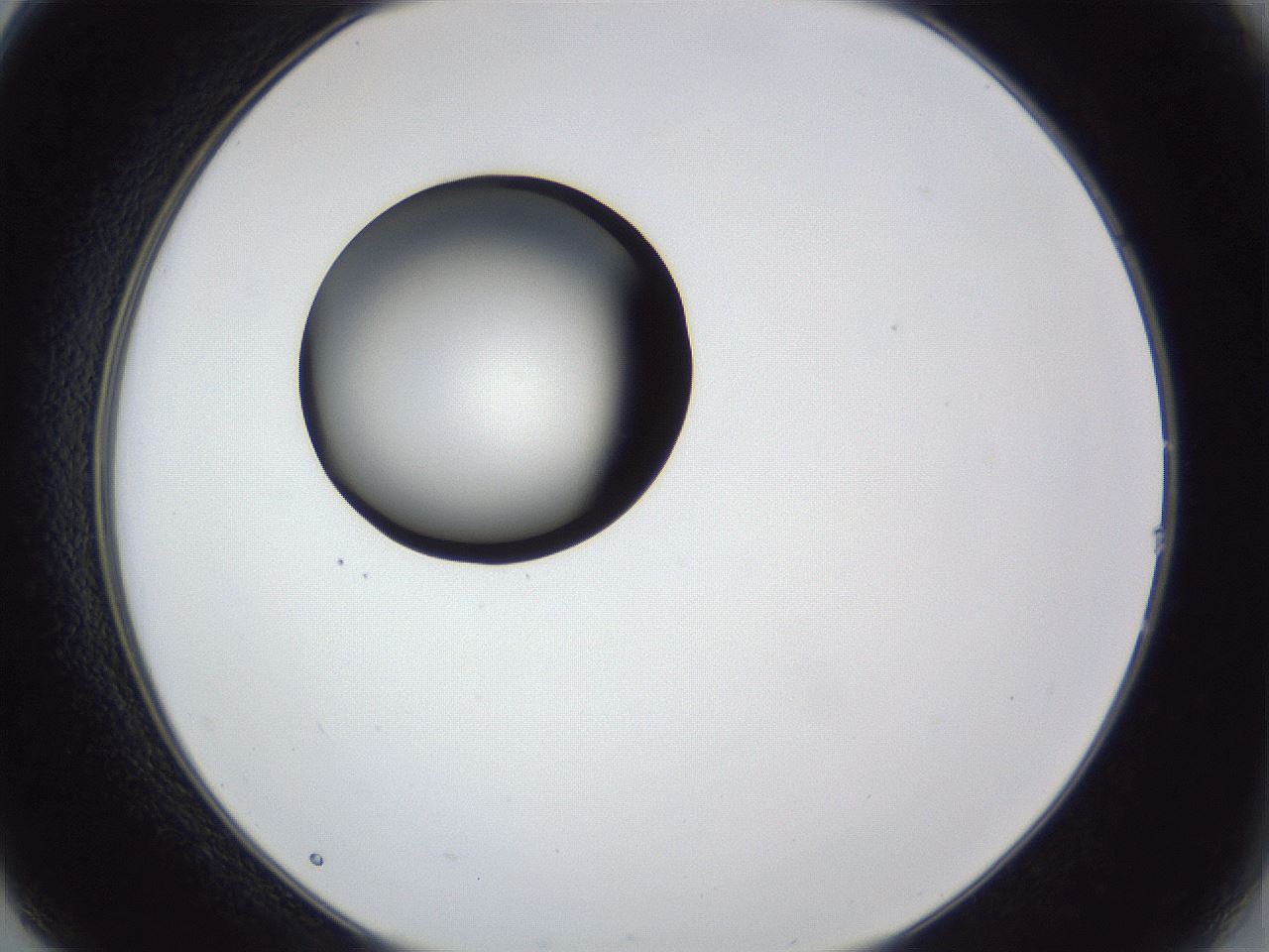 folderID28_plateID1028_batchID1980_wellNum14_profileID1_d2_r43967_ef.jpg
