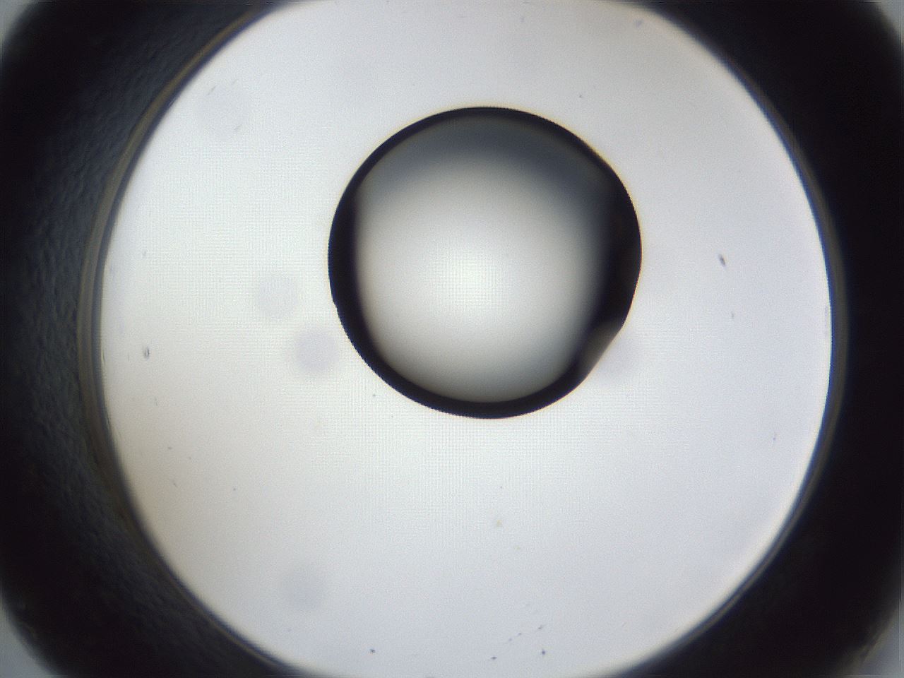 folderID28_plateID1028_batchID1980_wellNum20_profileID1_d2_r43979_ef.jpg