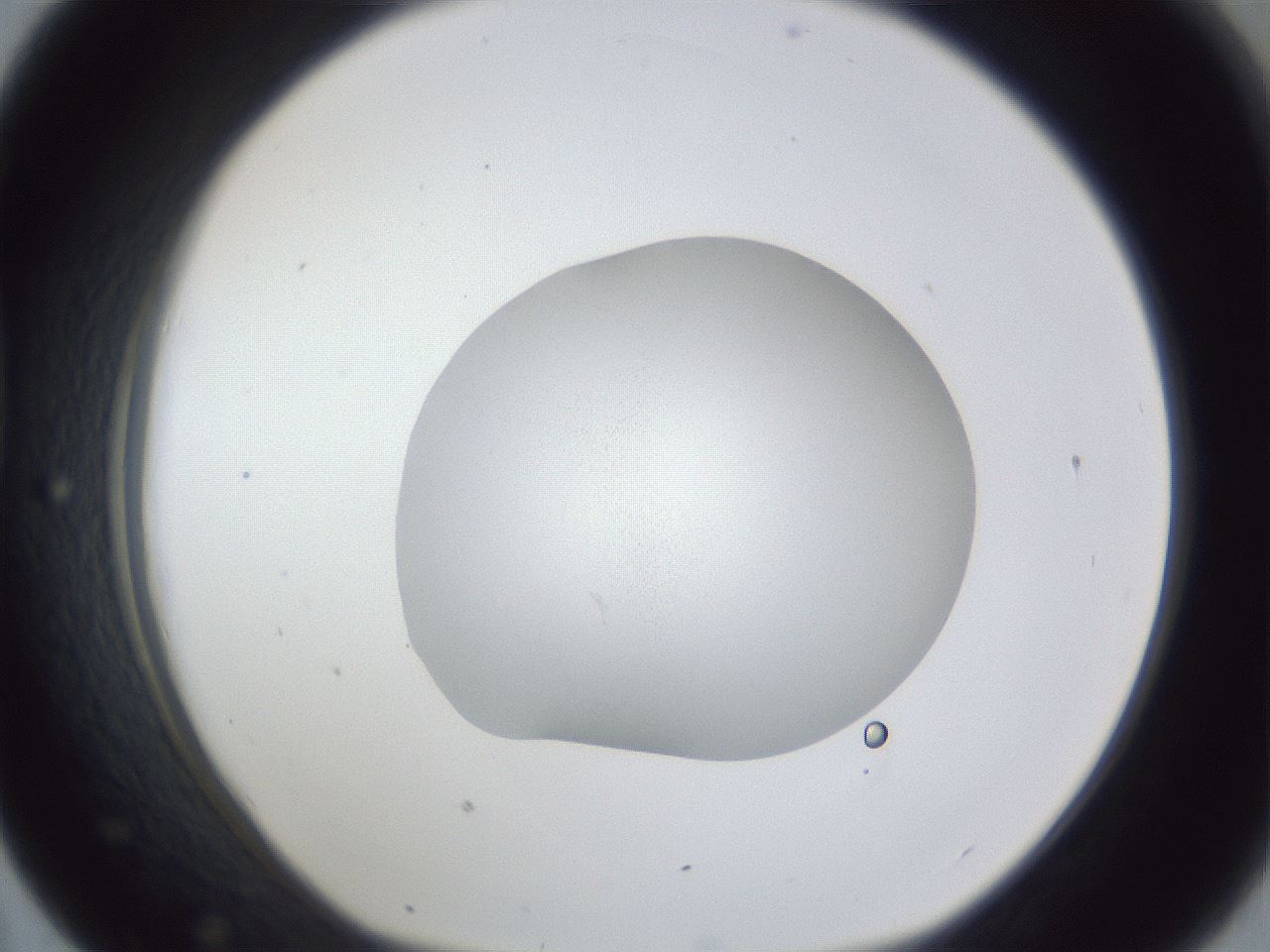 folderID28_plateID1028_batchID1980_wellNum43_profileID1_d1_r44024_ef.jpg