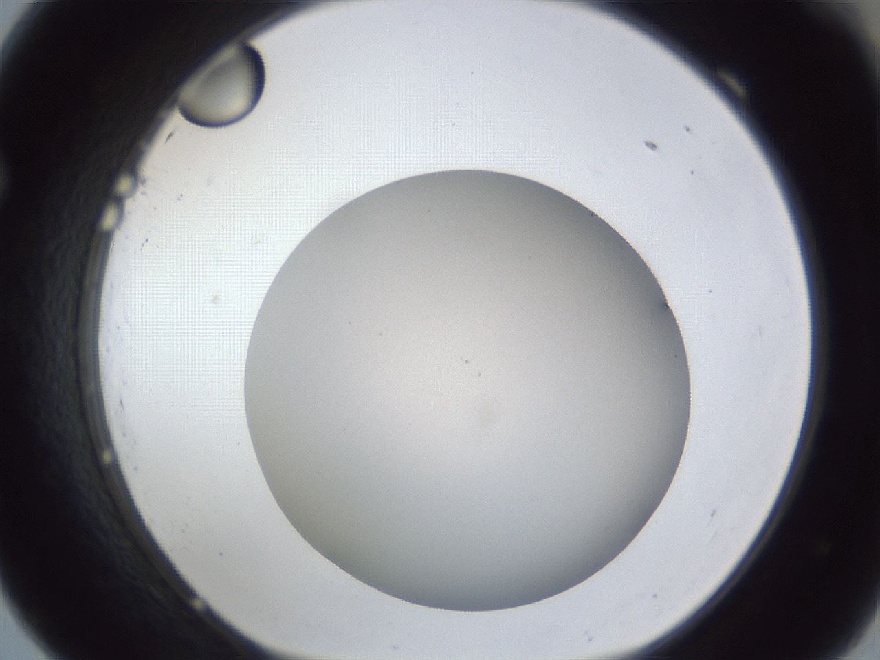 folderID28_plateID1028_batchID1980_wellNum69_profileID1_d1_r44076_ef.jpg