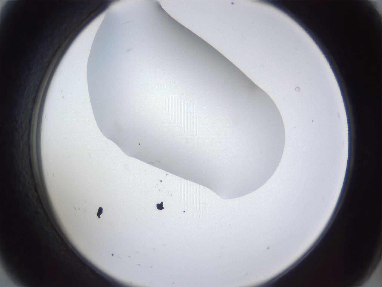 folderID28_plateID1028_batchID1980_wellNum8_profileID1_d2_r43955_ef.jpg