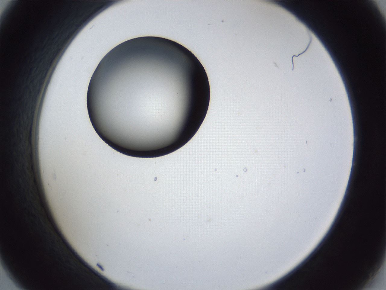 folderID28_plateID1028_batchID1993_wellNum19_profileID1_d2_r43977_ef.jpg