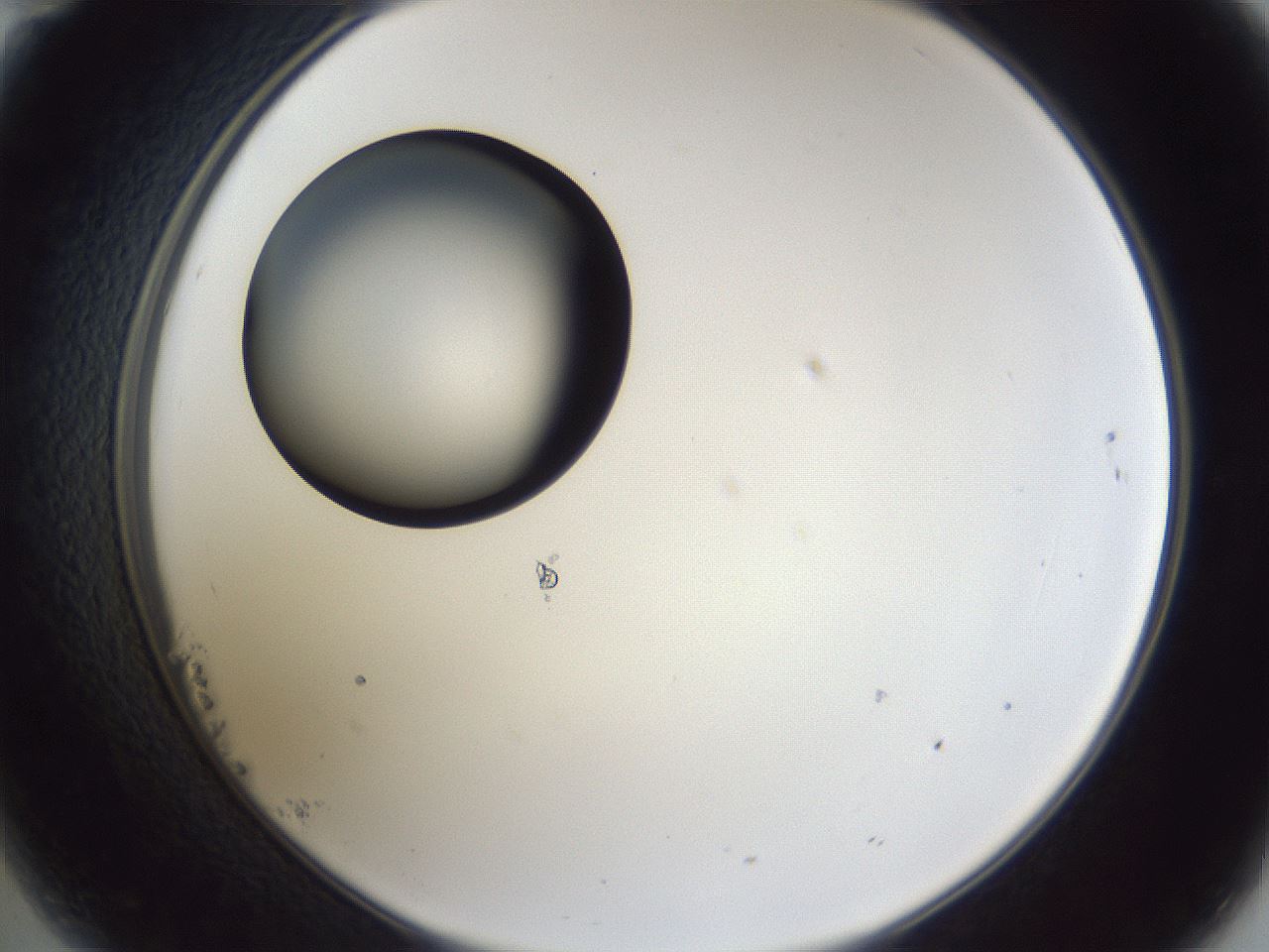 folderID28_plateID1028_batchID1993_wellNum23_profileID1_d2_r43985_ef.jpg
