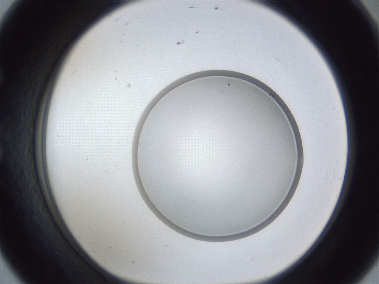 folderID28_plateID1028_batchID1993_wellNum56_profileID1_d1_r44050_ef.jpg