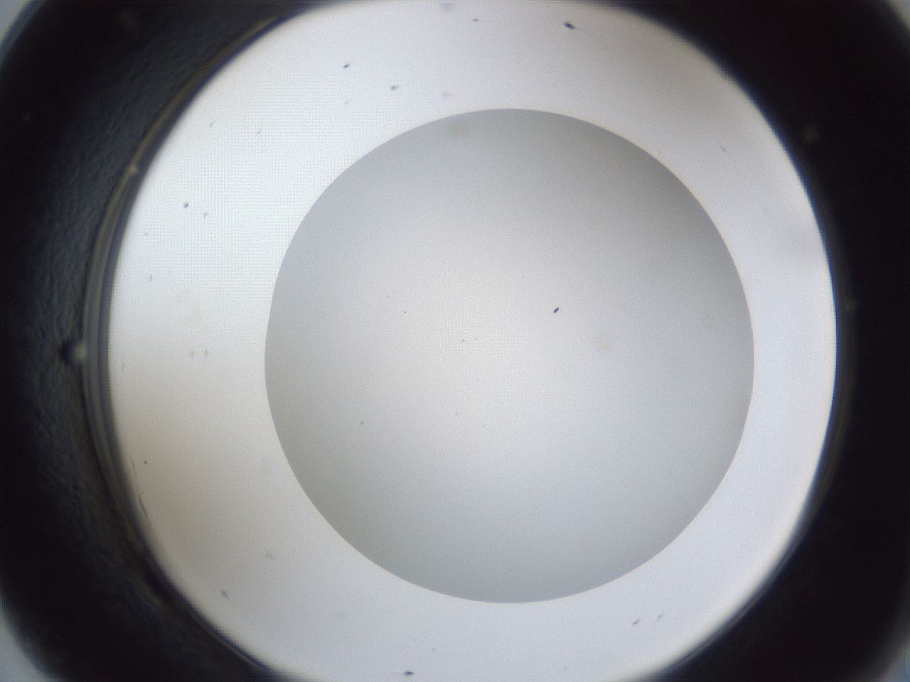 folderID28_plateID1028_batchID1980_wellNum69_profileID1_d2_r44077_ef.jpg