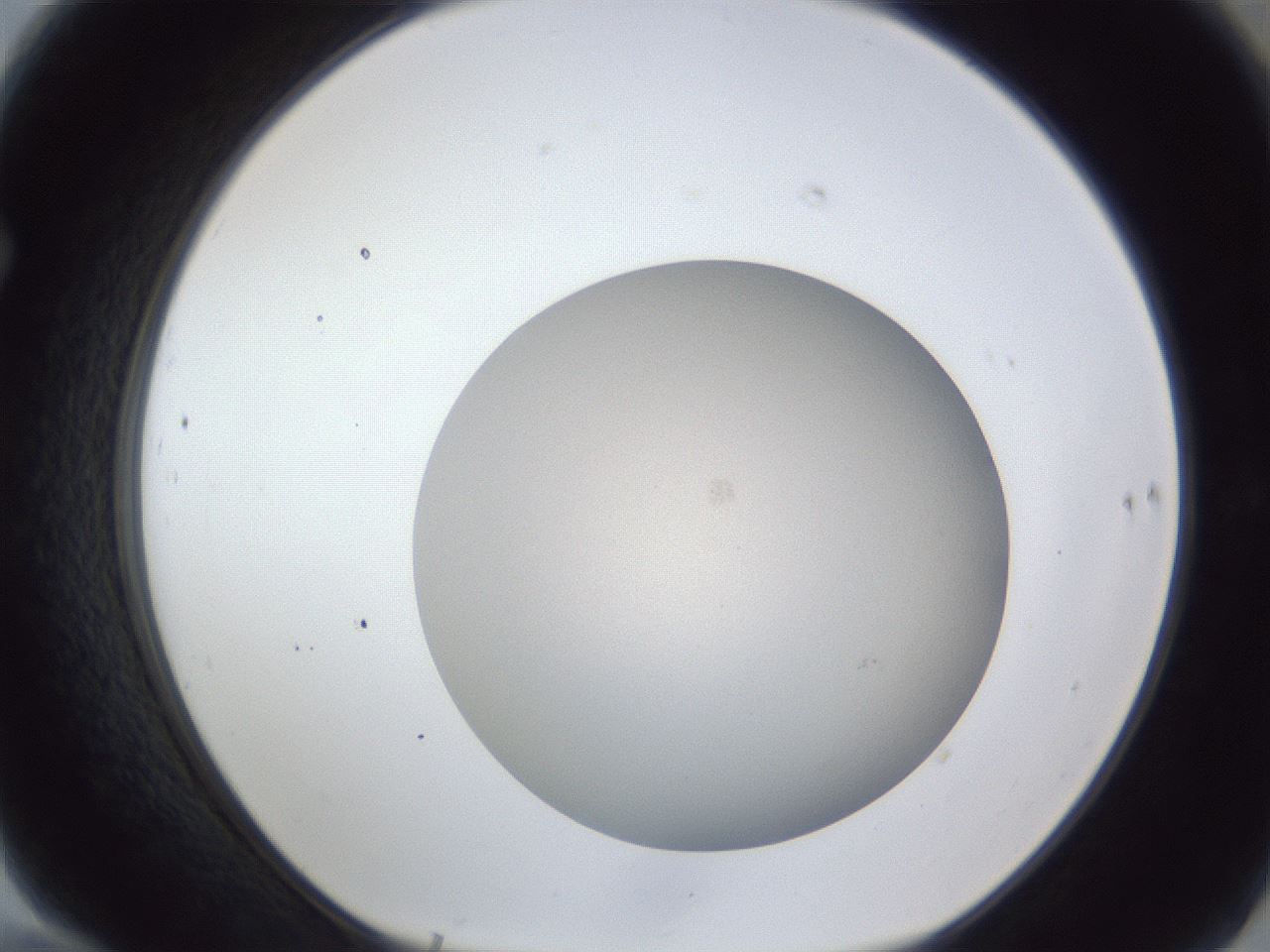 folderID28_plateID1028_batchID1980_wellNum70_profileID1_d1_r44078_ef.jpg