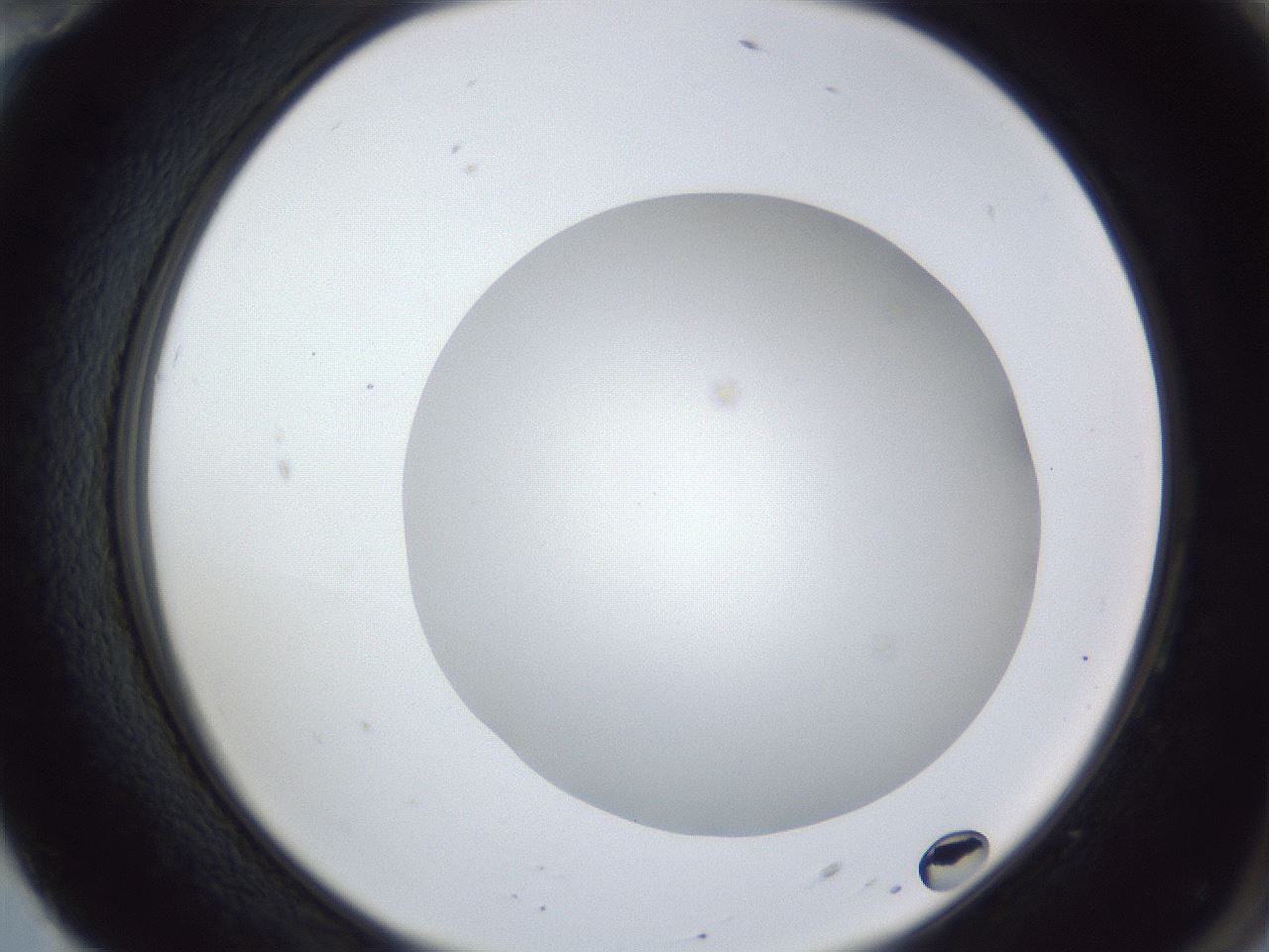 folderID28_plateID1028_batchID1980_wellNum70_profileID1_d2_r44079_ef.jpg