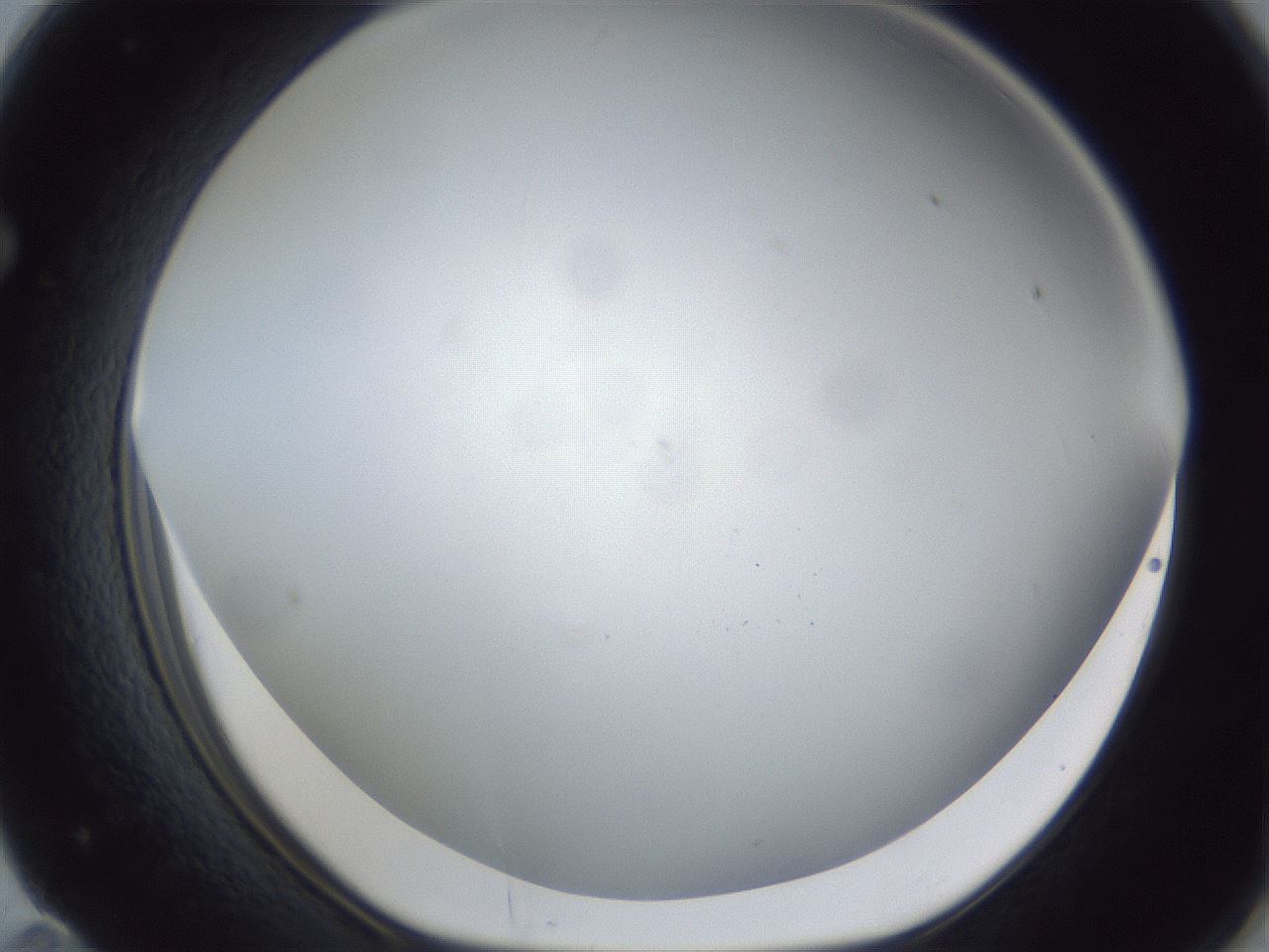 folderID28_plateID1028_batchID1980_wellNum71_profileID1_d1_r44080_ef.jpg
