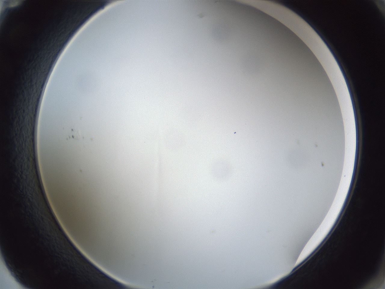 folderID28_plateID1028_batchID1980_wellNum71_profileID1_d2_r44081_ef.jpg