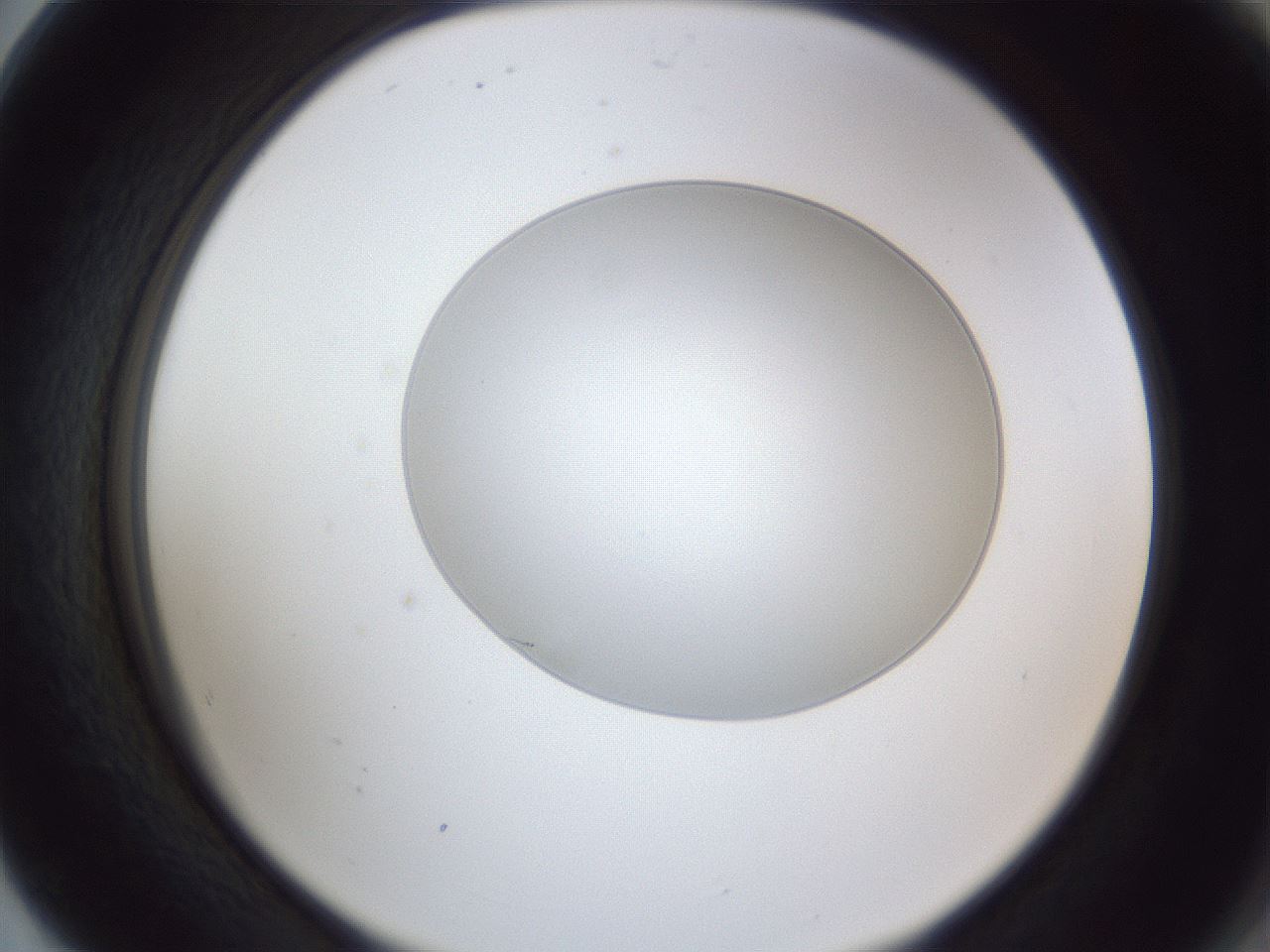 folderID28_plateID1028_batchID1980_wellNum80_profileID1_d2_r44099_ef.jpg