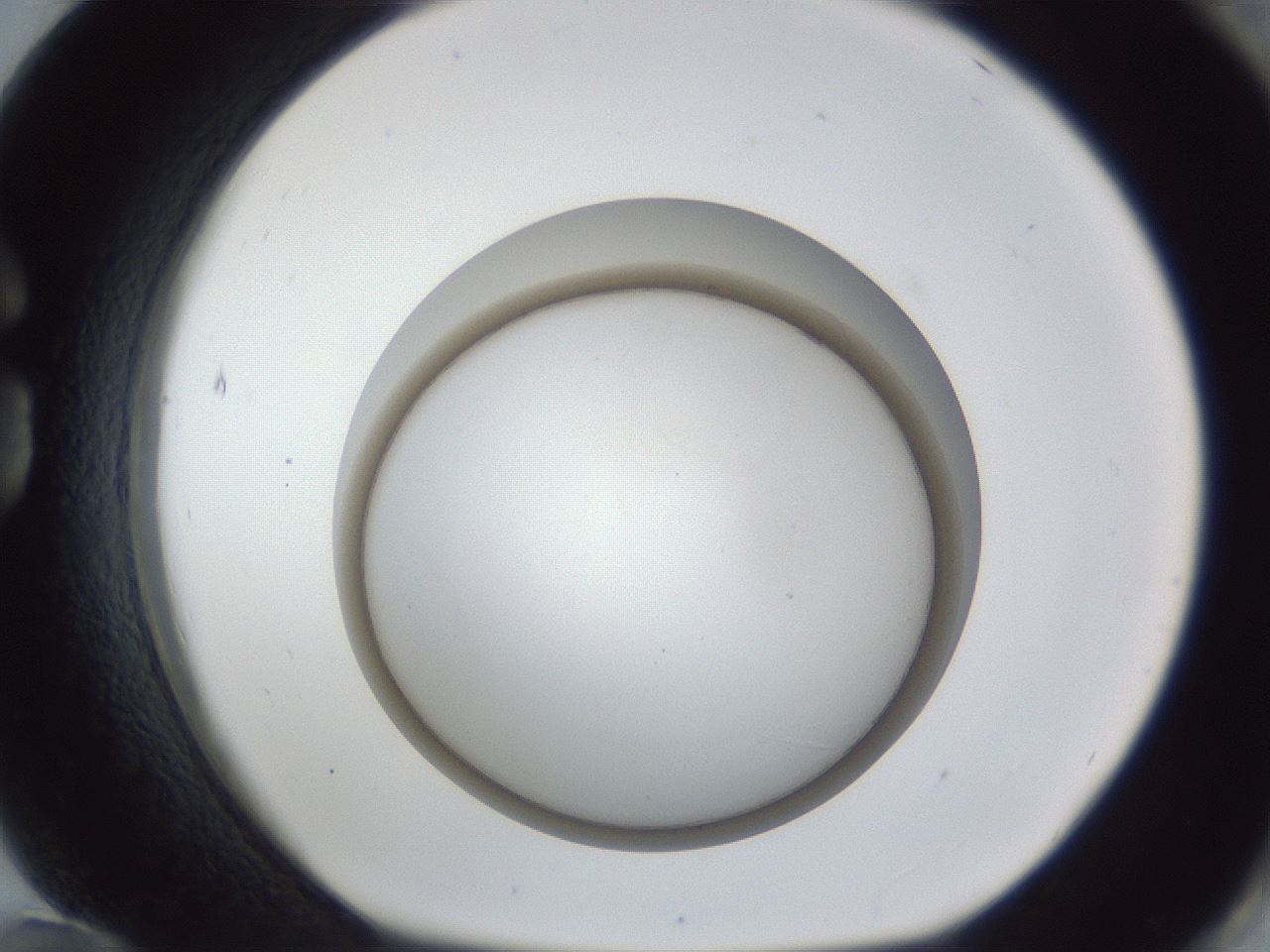 folderID28_plateID1028_batchID1980_wellNum84_profileID1_d1_r44106_ef.jpg