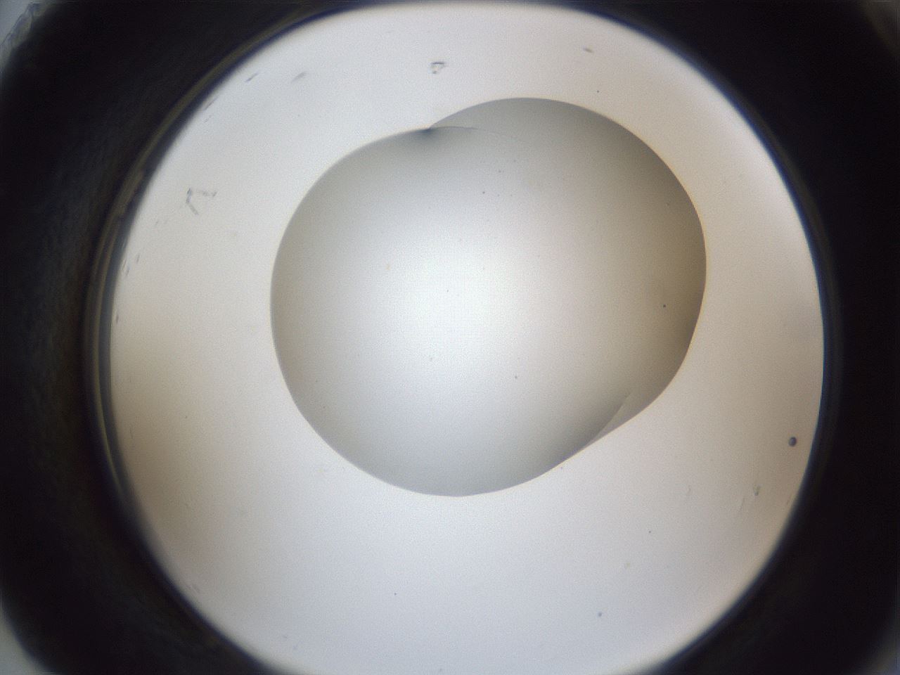 folderID28_plateID1028_batchID1980_wellNum92_profileID1_d2_r44123_ef.jpg