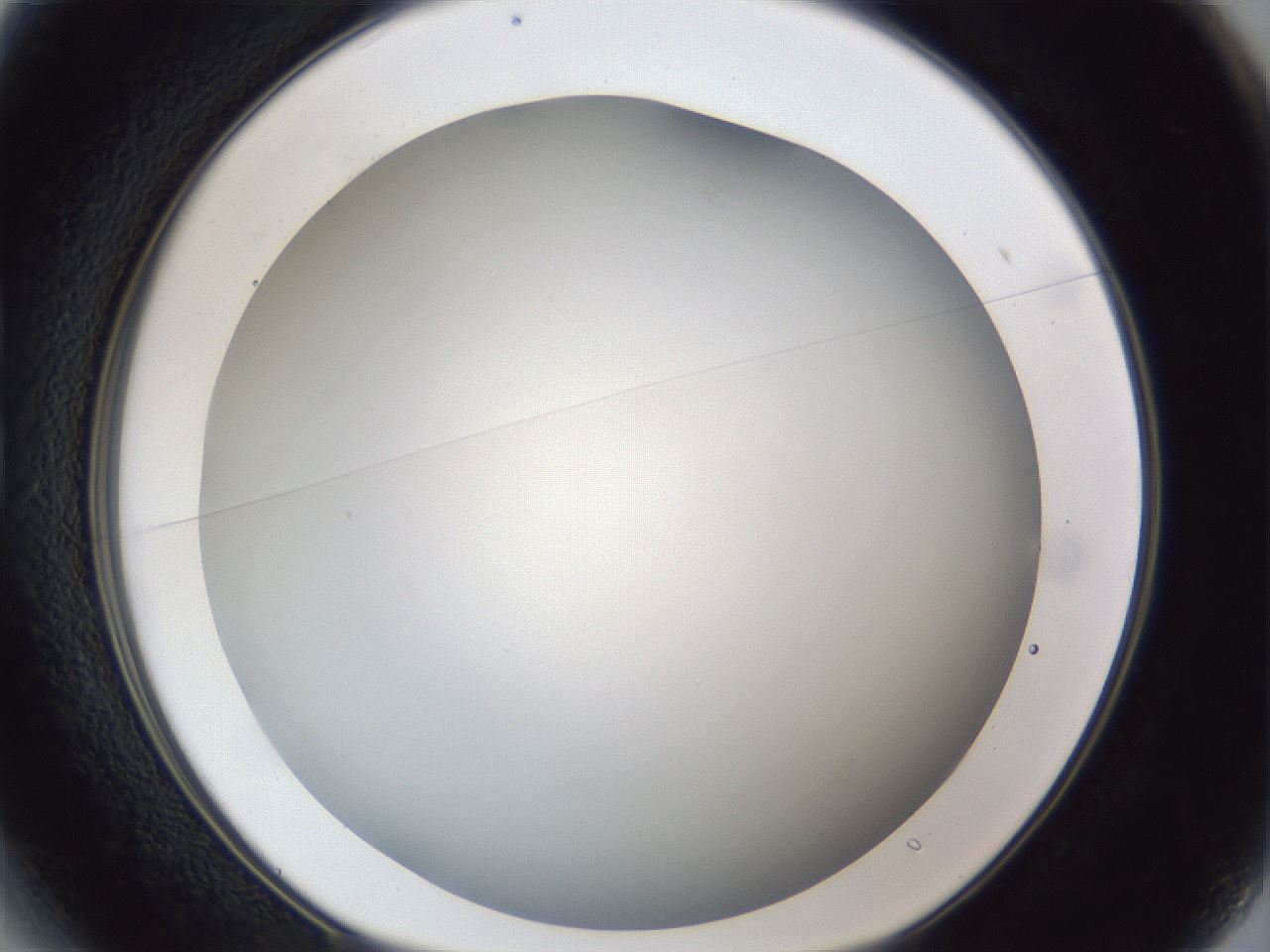 folderID28_plateID1028_batchID1993_wellNum13_profileID1_d1_r43964_ef.jpg
