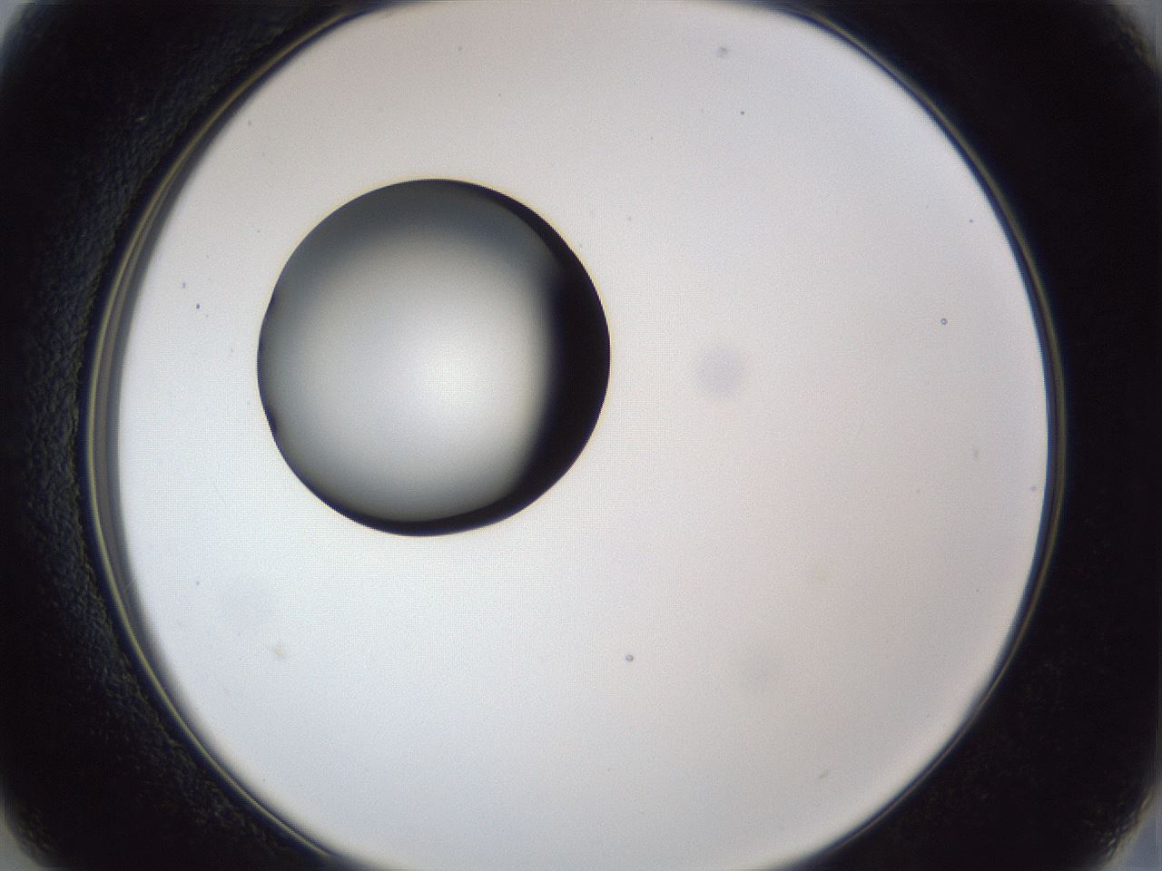 folderID28_plateID1028_batchID1993_wellNum13_profileID1_d2_r43965_ef.jpg