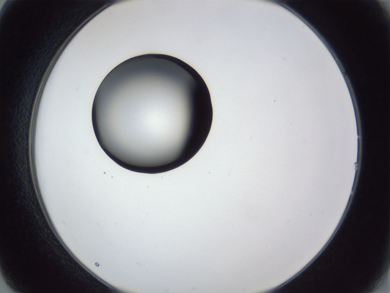 folderID28_plateID1028_batchID1993_wellNum14_profileID1_d2_r43967_ef.jpg