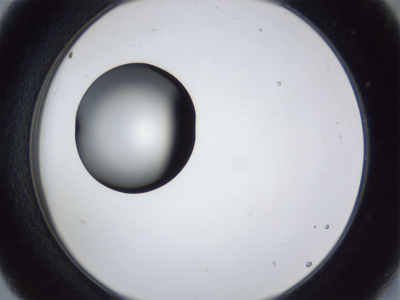 folderID28_plateID1028_batchID1993_wellNum15_profileID1_d2_r43969_ef.jpg