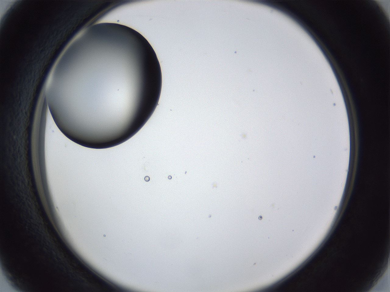 folderID28_plateID1028_batchID1993_wellNum16_profileID1_d2_r43971_ef.jpg