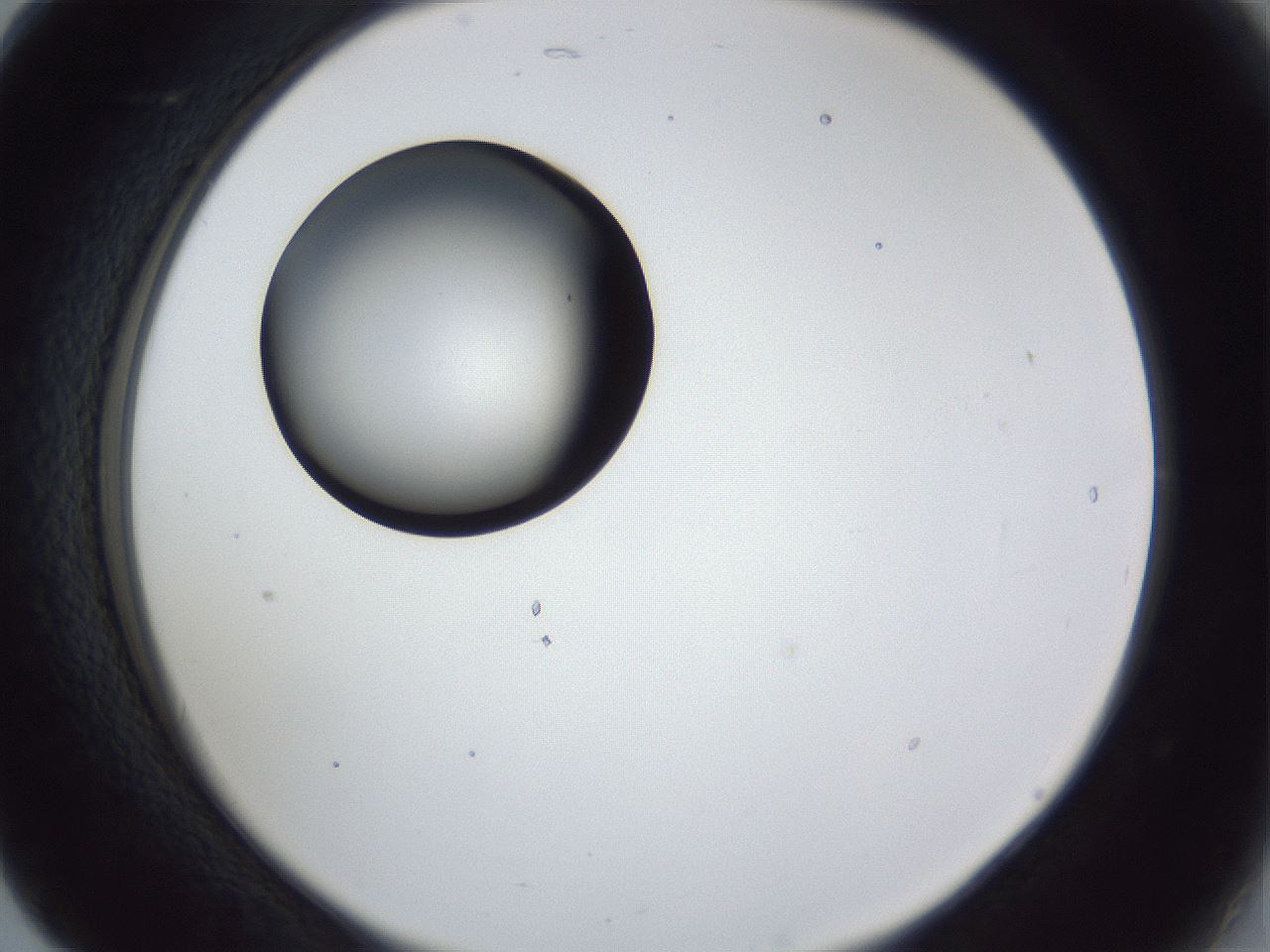 folderID28_plateID1028_batchID1993_wellNum17_profileID1_d2_r43973_ef.jpg
