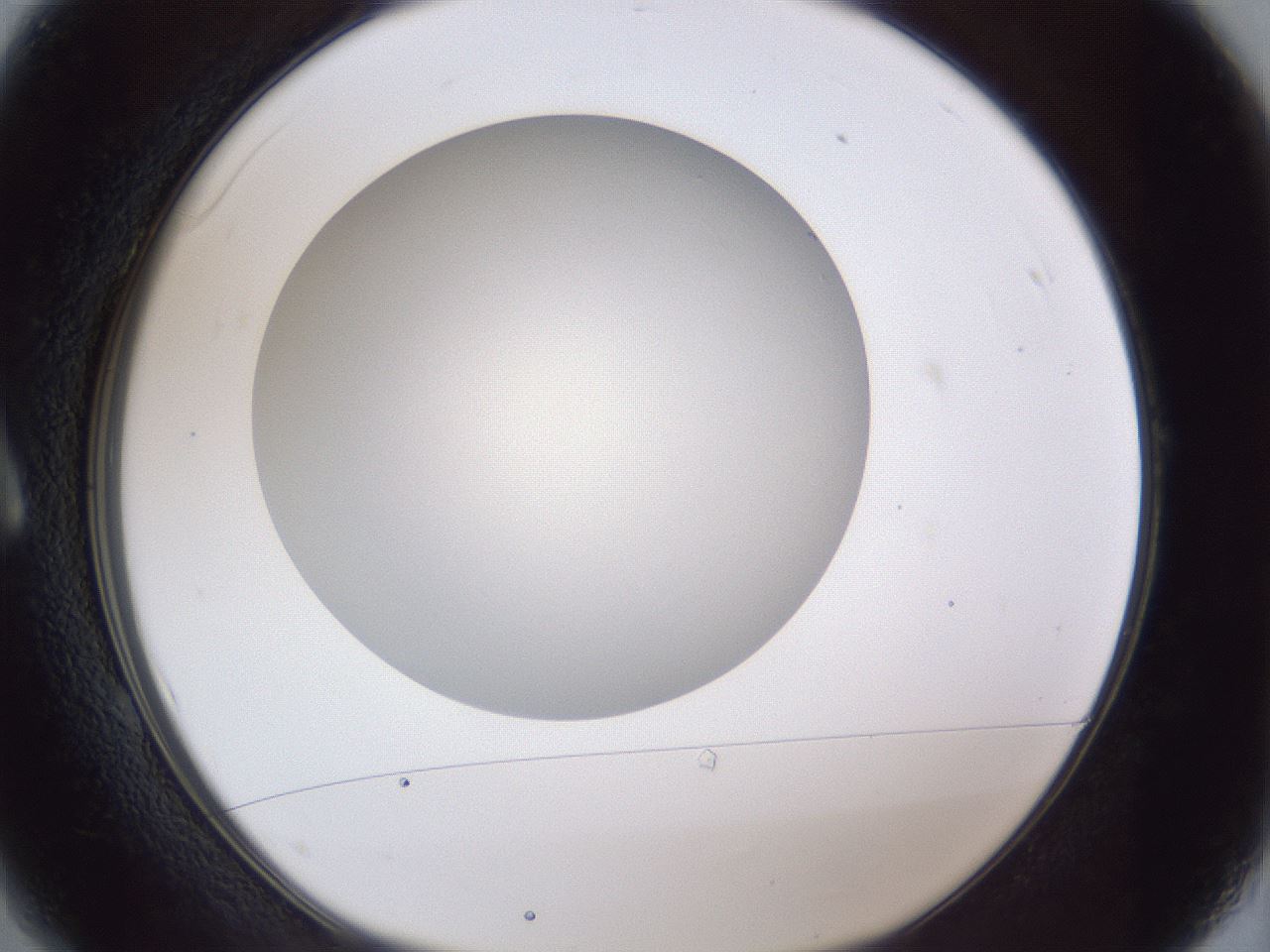 folderID28_plateID1028_batchID1993_wellNum1_profileID1_d1_r43940_ef.jpg