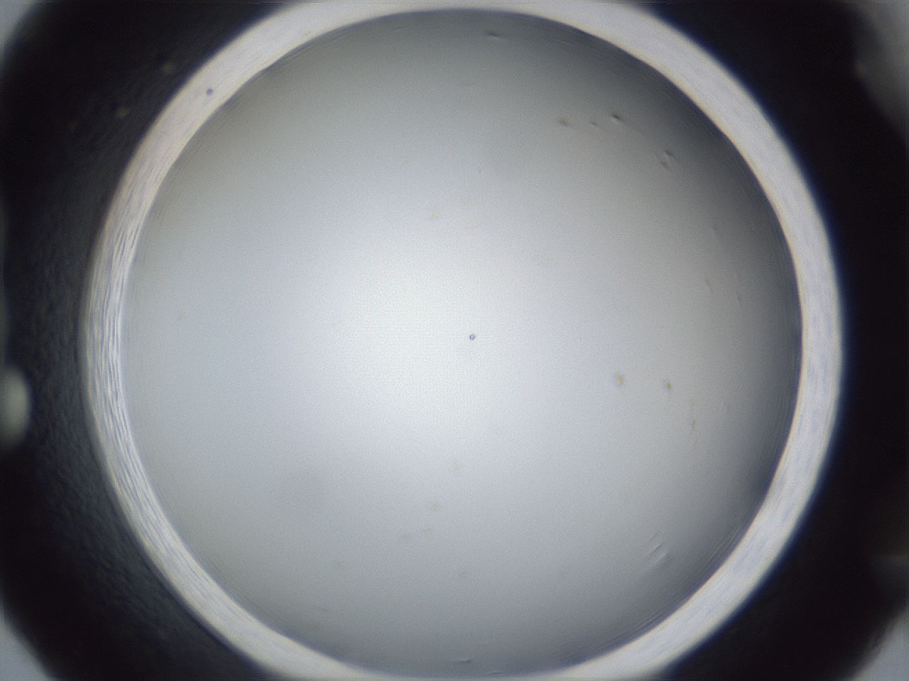 folderID28_plateID1028_batchID1993_wellNum20_profileID1_d1_r43978_ef.jpg