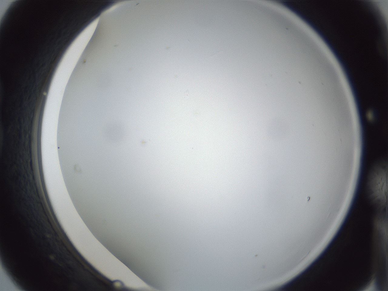 folderID28_plateID1028_batchID1993_wellNum21_profileID1_d1_r43980_ef.jpg