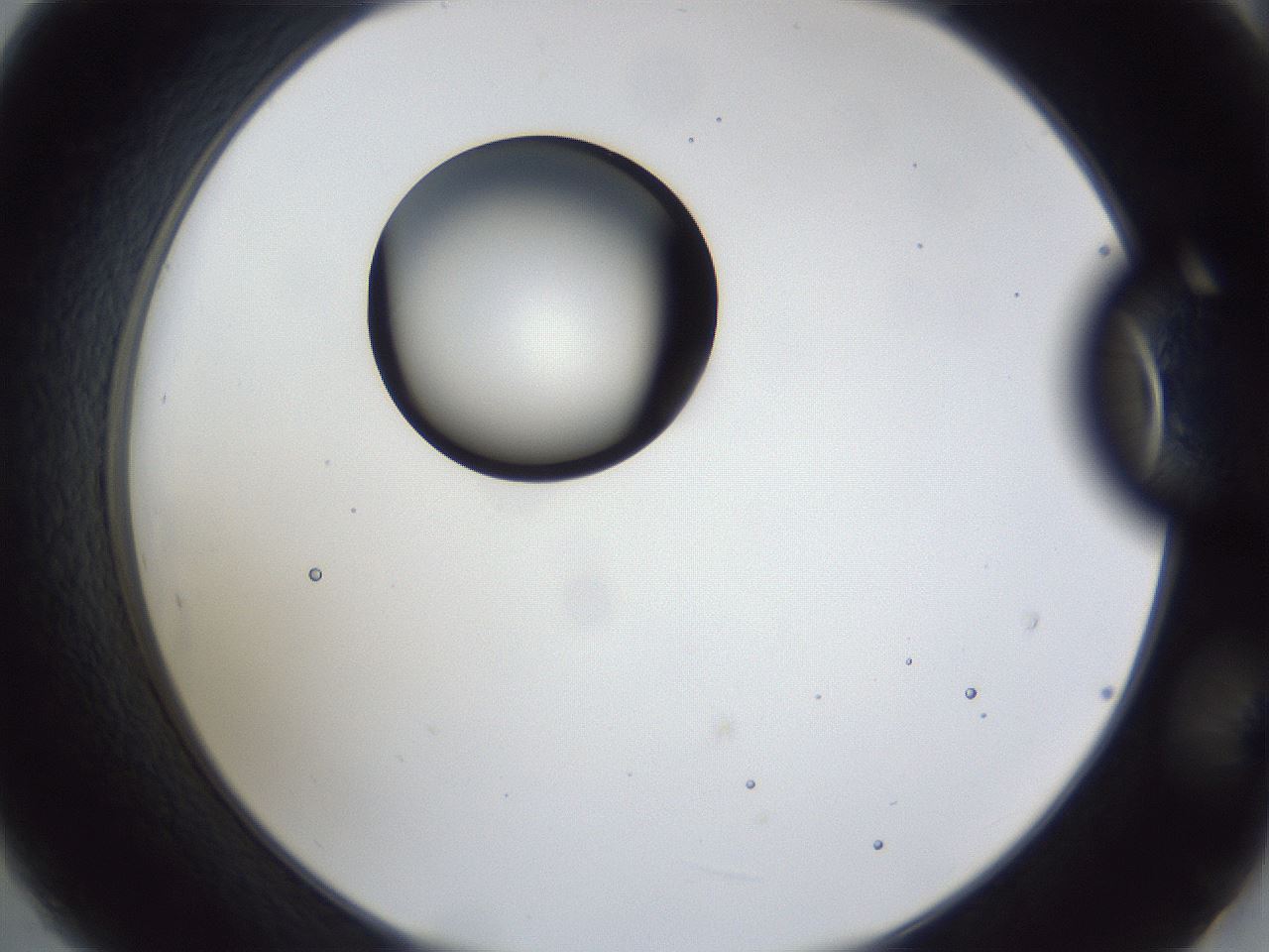 folderID28_plateID1028_batchID1993_wellNum21_profileID1_d2_r43981_ef.jpg