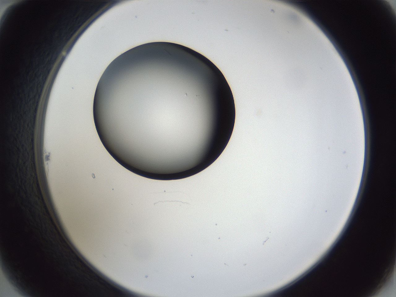 folderID28_plateID1028_batchID1993_wellNum22_profileID1_d2_r43983_ef.jpg