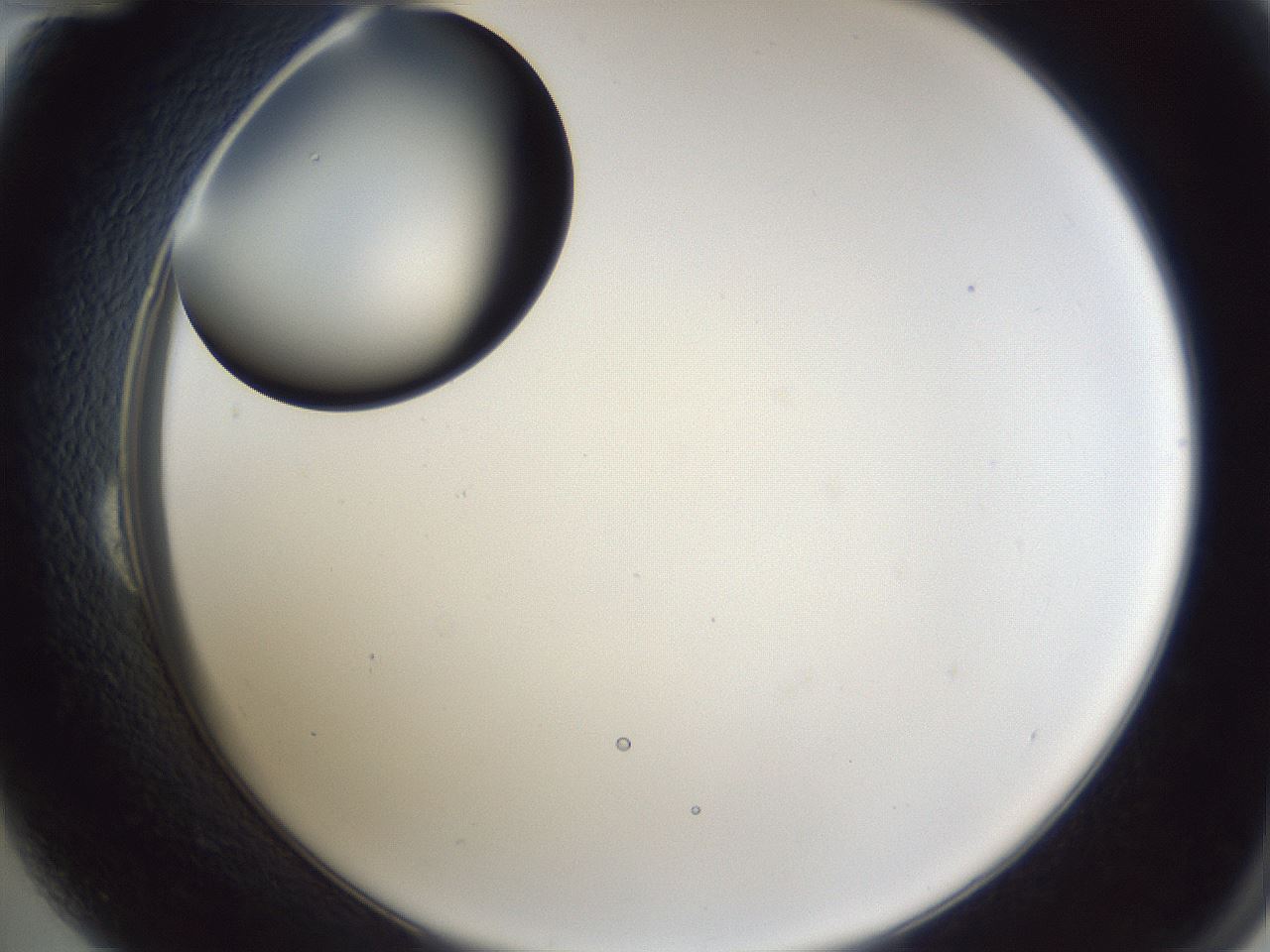 folderID28_plateID1028_batchID1993_wellNum24_profileID1_d2_r43987_ef.jpg