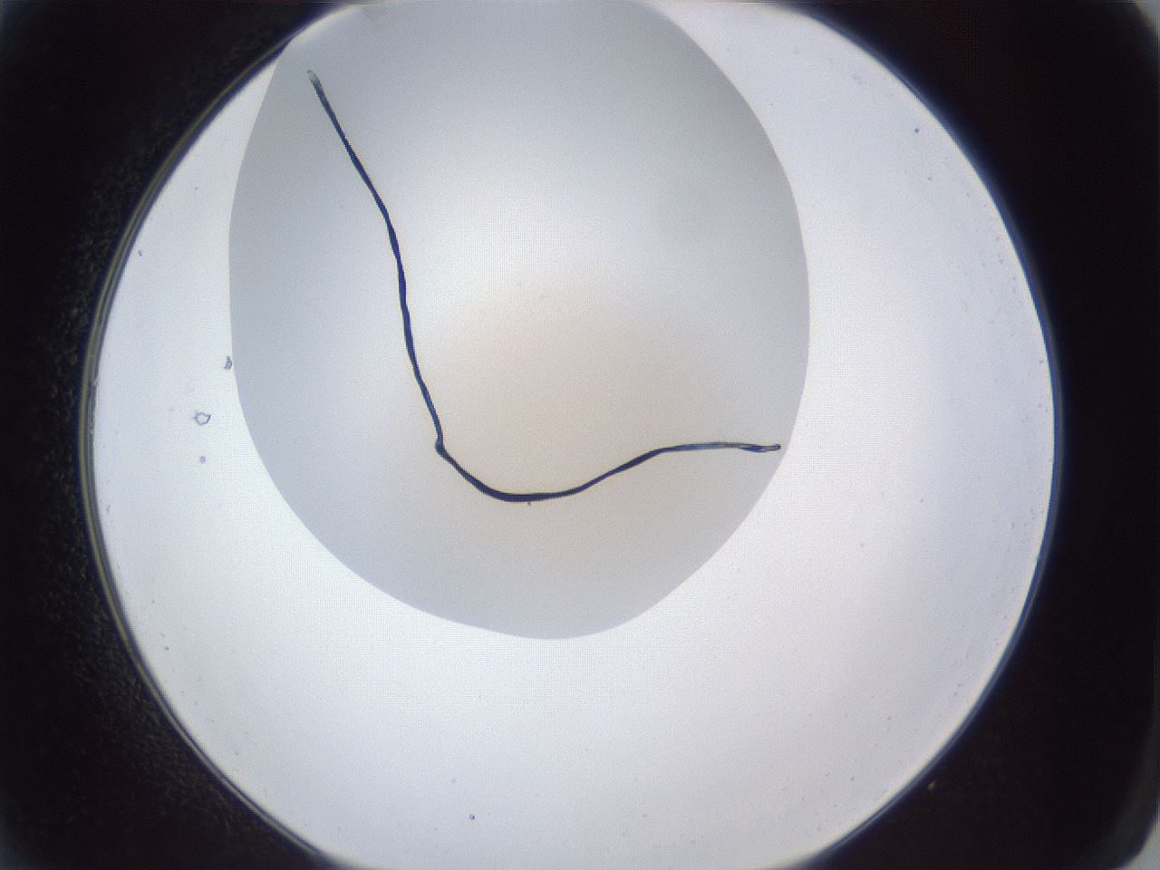 folderID28_plateID1028_batchID1993_wellNum2_profileID1_d2_r43943_ef.jpg