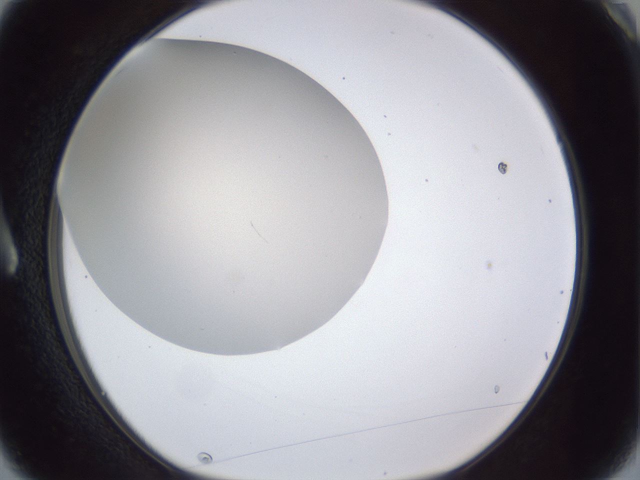 folderID28_plateID1028_batchID1993_wellNum3_profileID1_d1_r43944_ef.jpg