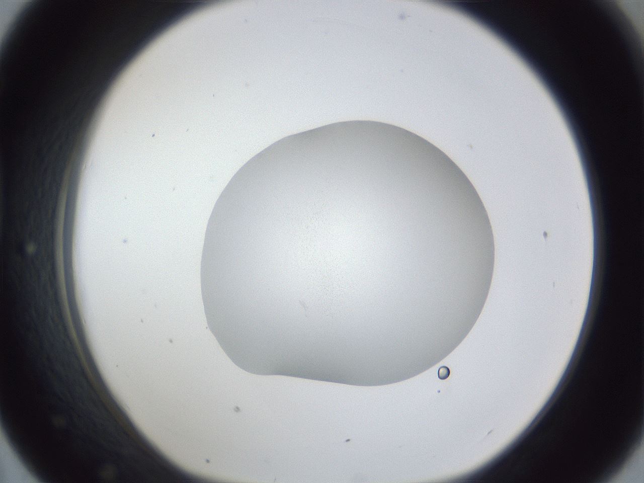 folderID28_plateID1028_batchID1993_wellNum43_profileID1_d1_r44024_ef.jpg