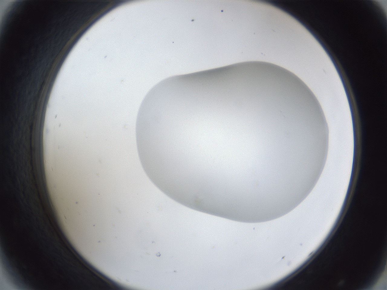 folderID28_plateID1028_batchID1993_wellNum44_profileID1_d2_r44027_ef.jpg