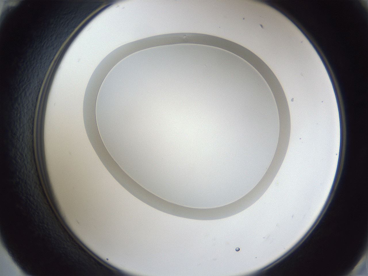 folderID28_plateID1028_batchID1993_wellNum59_profileID1_d2_r44057_ef.jpg