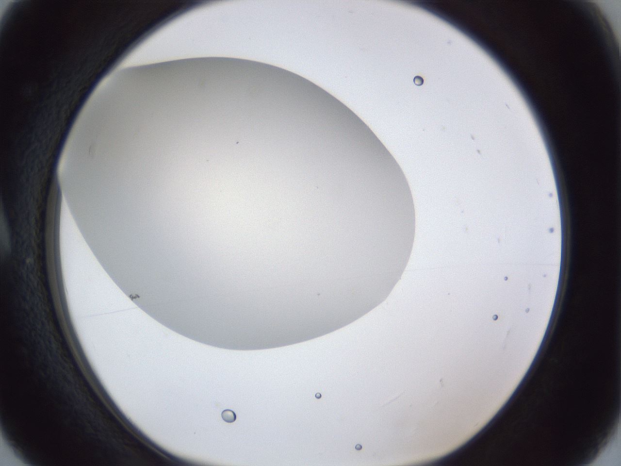 folderID28_plateID1028_batchID1993_wellNum5_profileID1_d1_r43948_ef.jpg