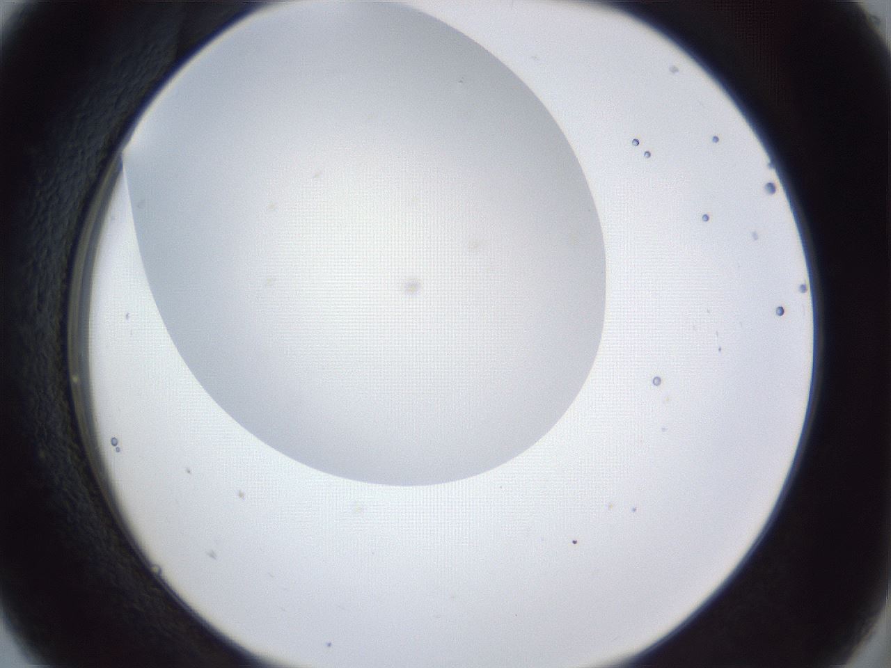 folderID28_plateID1028_batchID1993_wellNum5_profileID1_d2_r43949_ef.jpg