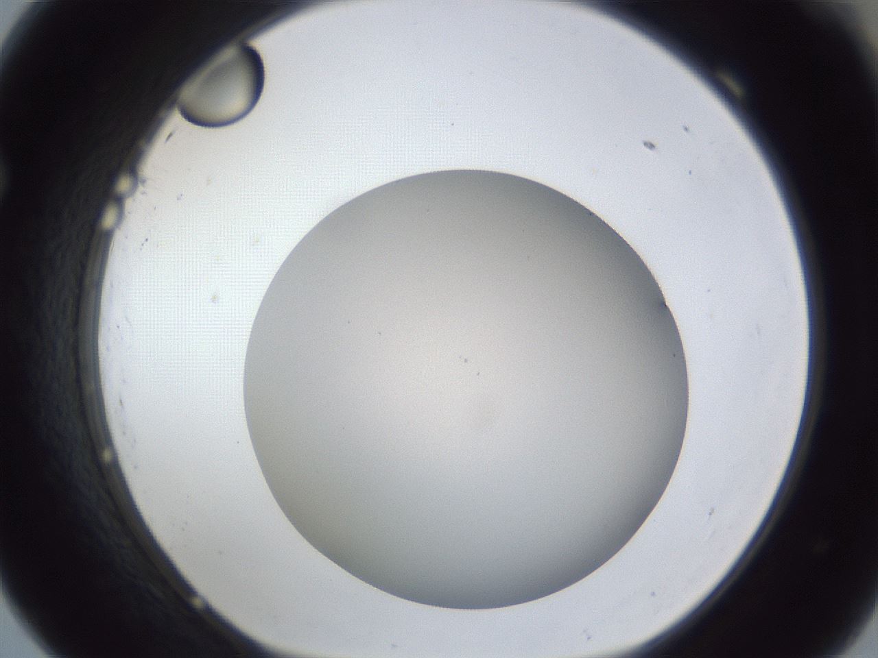 folderID28_plateID1028_batchID1993_wellNum69_profileID1_d1_r44076_ef.jpg