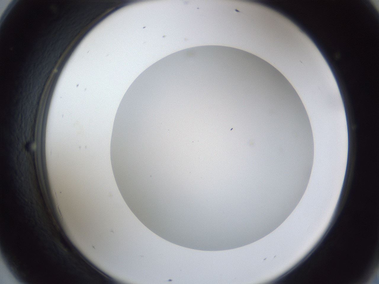folderID28_plateID1028_batchID1993_wellNum69_profileID1_d2_r44077_ef.jpg