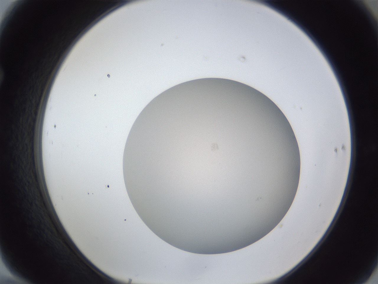 folderID28_plateID1028_batchID1993_wellNum70_profileID1_d1_r44078_ef.jpg