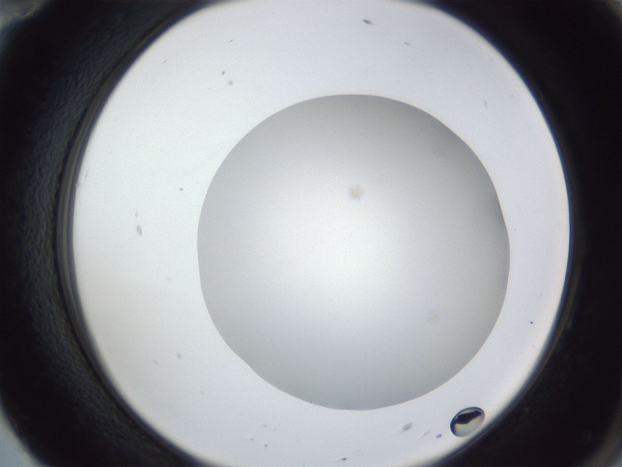 folderID28_plateID1028_batchID1993_wellNum70_profileID1_d2_r44079_ef.jpg