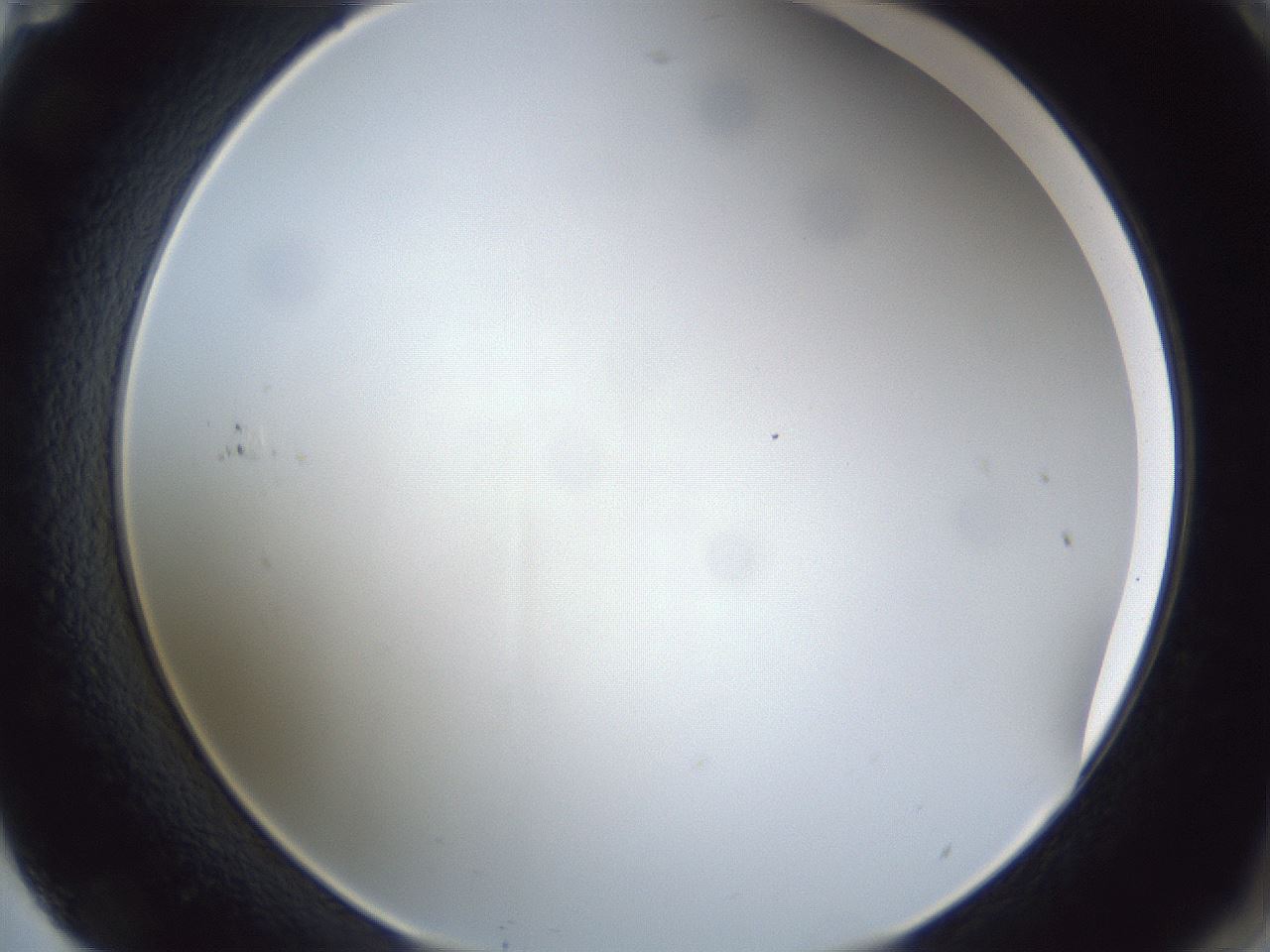 folderID28_plateID1028_batchID1993_wellNum71_profileID1_d2_r44081_ef.jpg