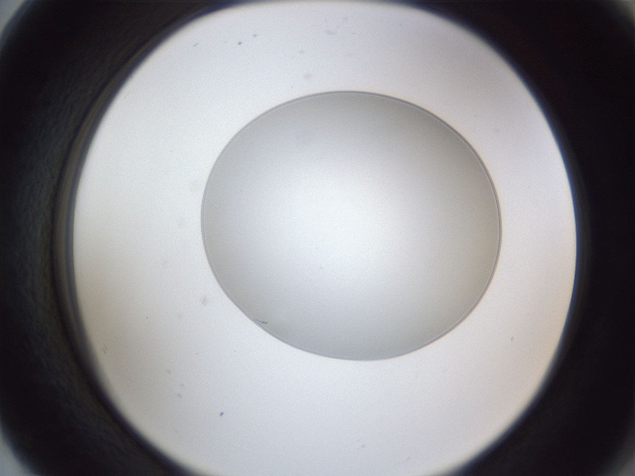 folderID28_plateID1028_batchID1993_wellNum80_profileID1_d2_r44099_ef.jpg