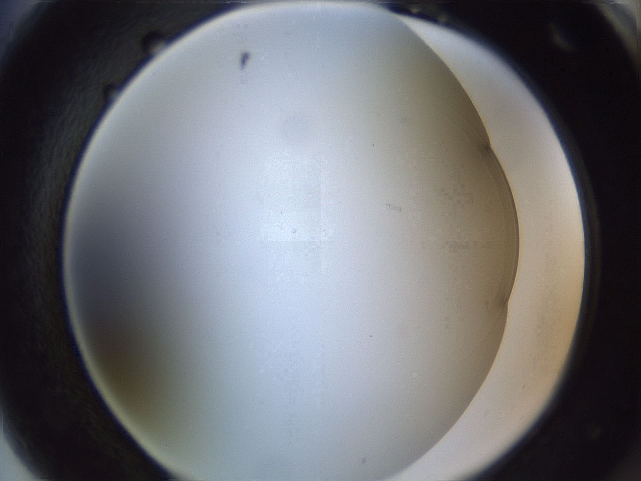 folderID28_plateID1028_batchID1993_wellNum89_profileID1_d2_r44117_ef.jpg
