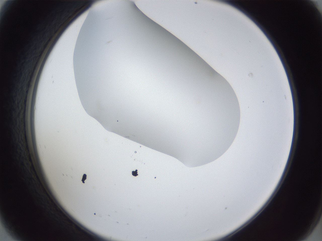 folderID28_plateID1028_batchID1993_wellNum8_profileID1_d2_r43955_ef.jpg