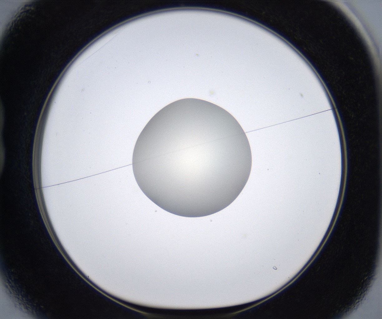 folderID291_plateID2291_batchID10819_wellNum13_profileID1_d1_r159994_ef.jpg