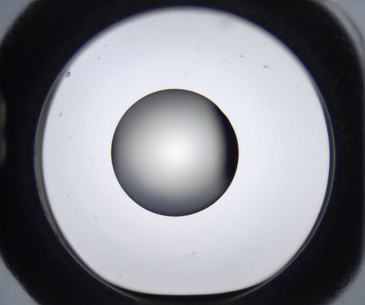 folderID291_plateID2291_batchID10819_wellNum17_profileID1_d1_r159998_ef.jpg