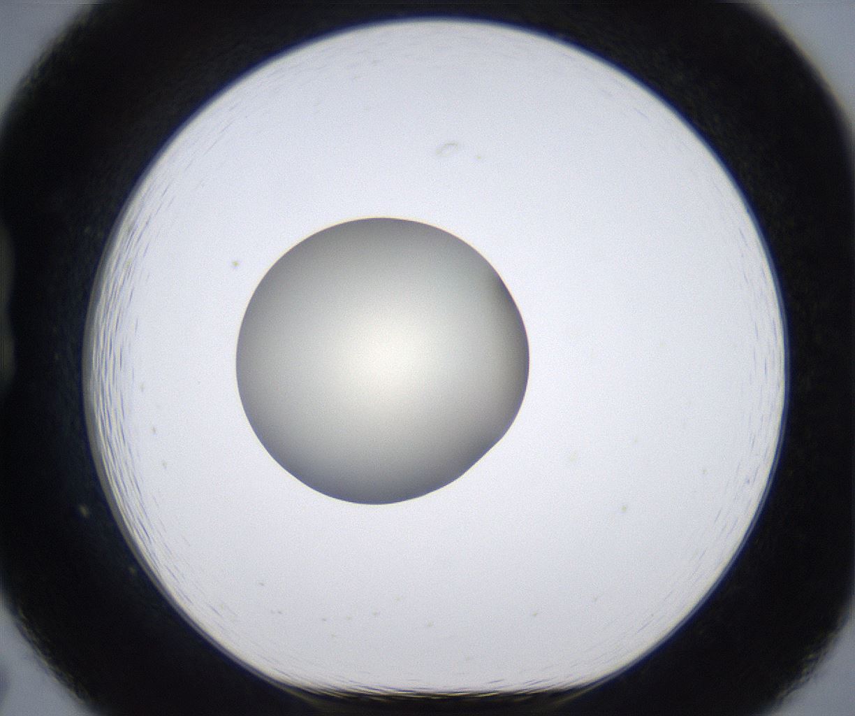 folderID291_plateID2291_batchID10819_wellNum19_profileID1_d1_r160000_ef.jpg