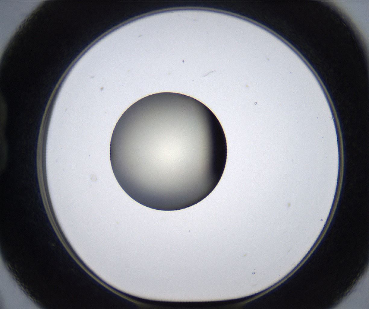 folderID291_plateID2291_batchID10819_wellNum21_profileID1_d1_r160002_ef.jpg