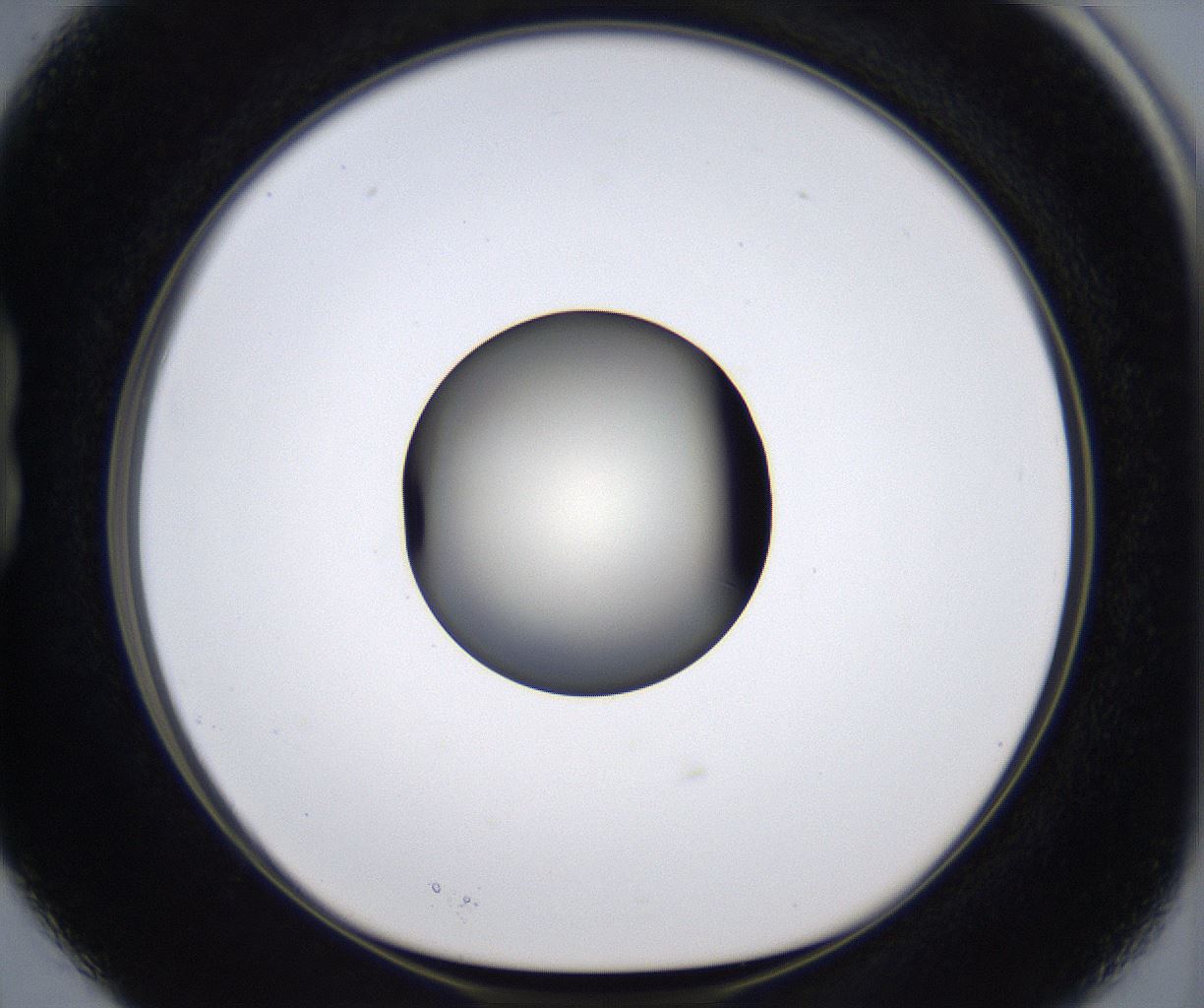 folderID291_plateID2291_batchID10819_wellNum15_profileID1_d1_r159996_ef.jpg