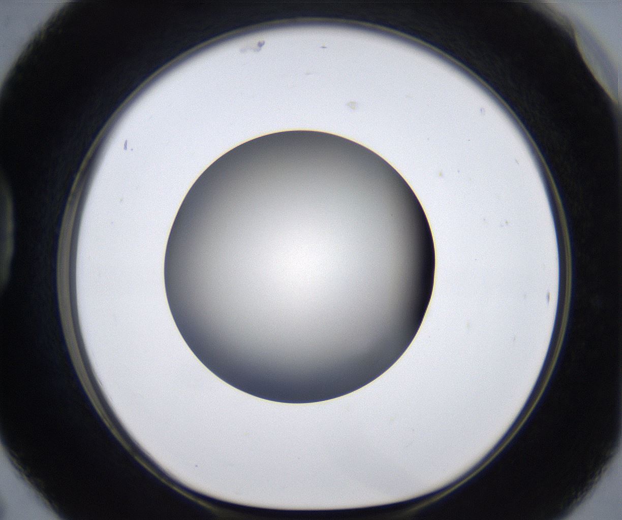 folderID291_plateID2291_batchID10819_wellNum42_profileID1_d1_r160023_ef.jpg